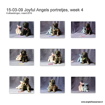 Portretjes van onze Jolly Angels, Oudduitse Herder pups van nu 3 weken oud! En ze laten zich allen goed op de kiek zetten, zelfs zonder flits. SUPER PUPS!